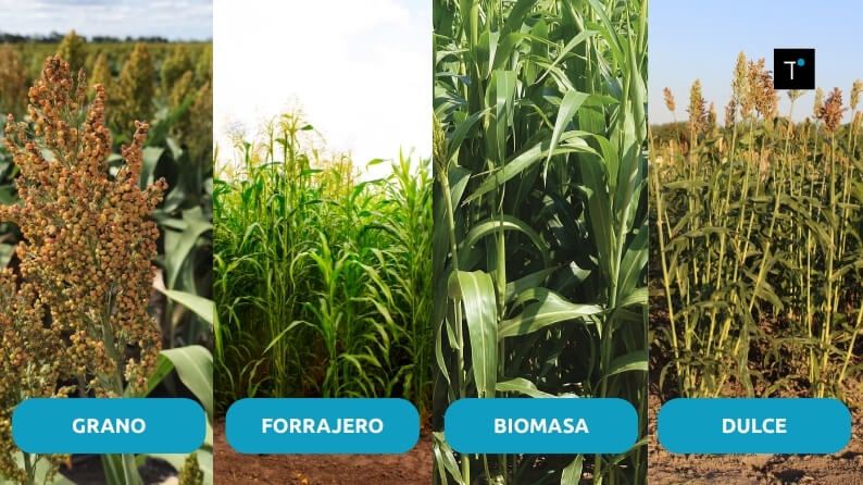 Tipos de sorgo