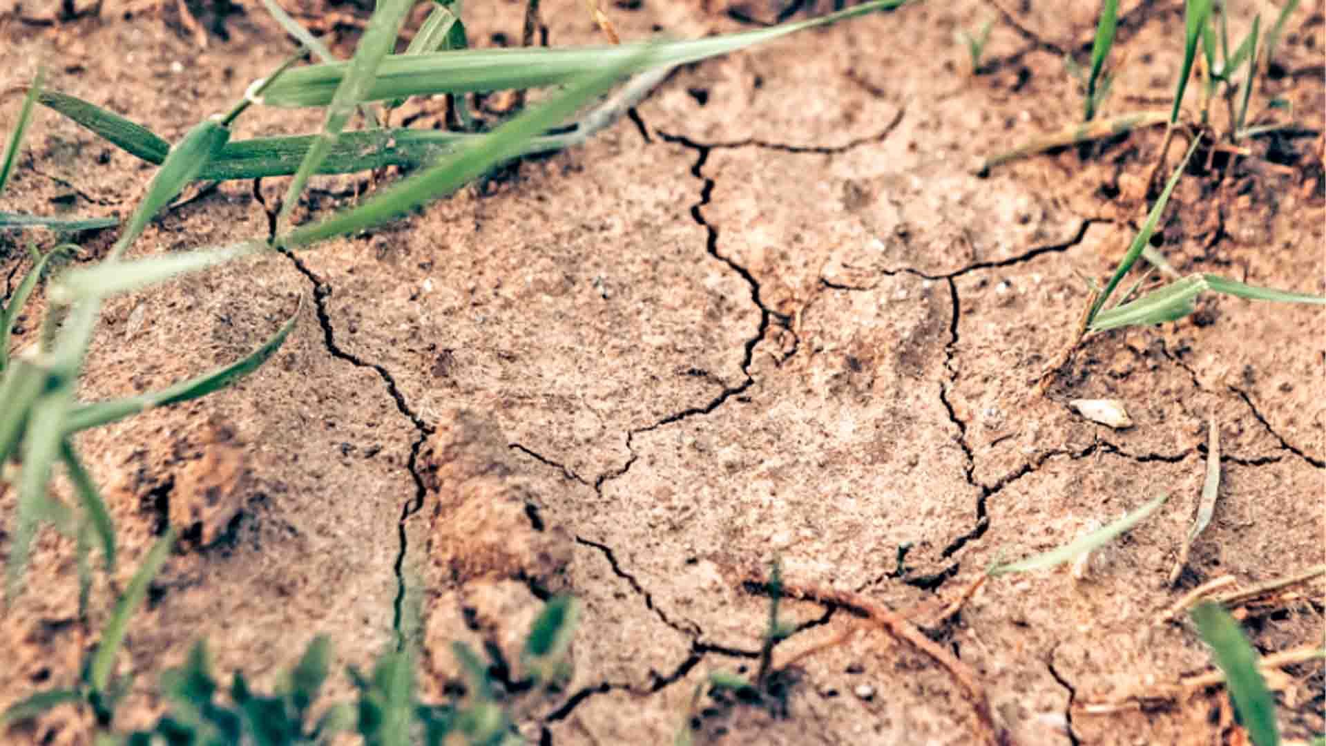 Hierba verde que crece sobre tierra seca y agrietada.