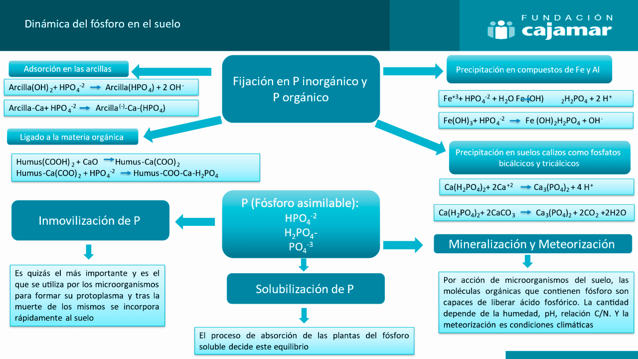 Dinámica del fósforo en el suelo