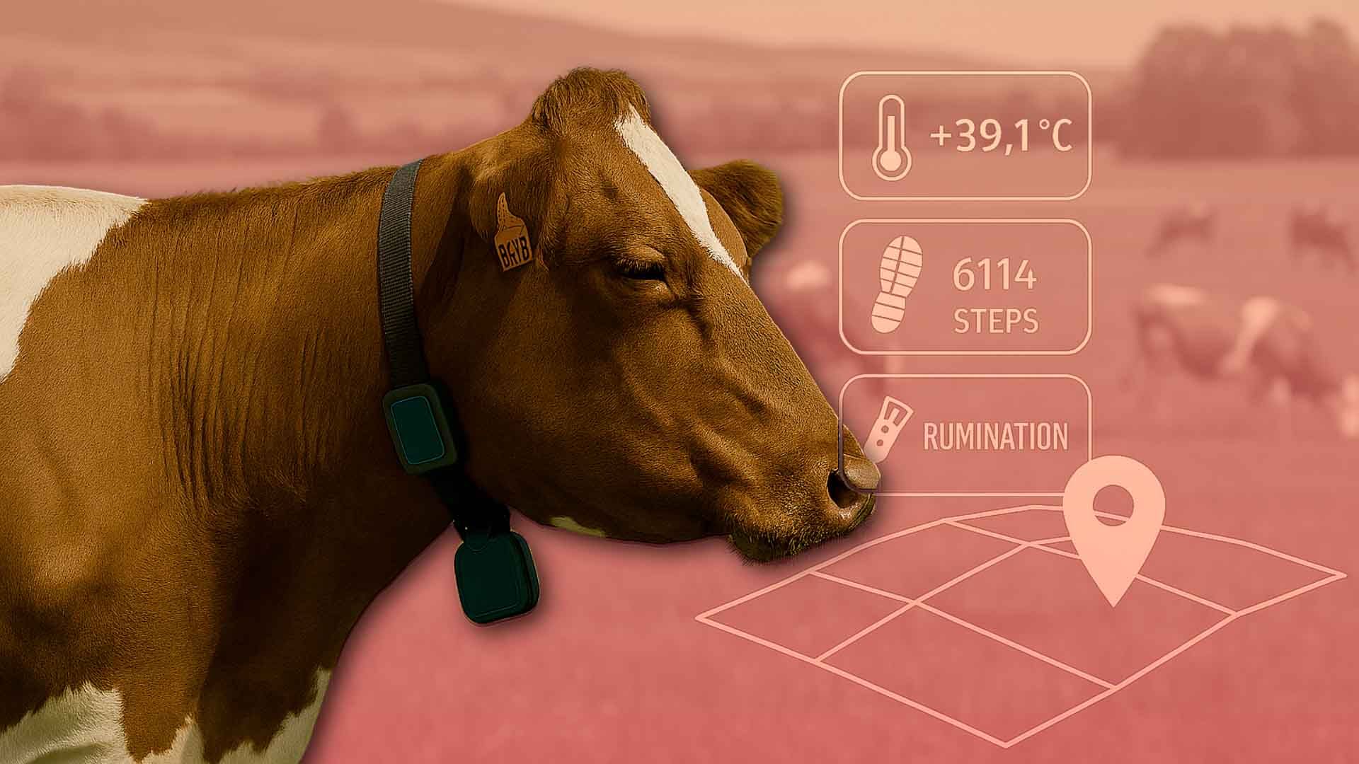 Vaca con dispositivo de seguimiento mostrando temperatura, pasos y rumia en un entorno rural.