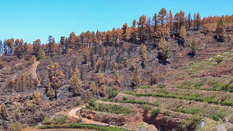 Imagen de archivo de un terreno de vendimia afectado por los efectos del incendio forestal. EFE / Luis G Morera