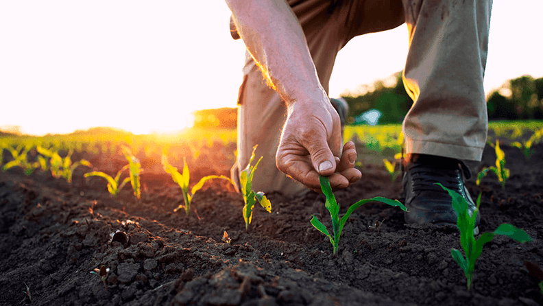 Agricultor comprobando el estado de su plantación.