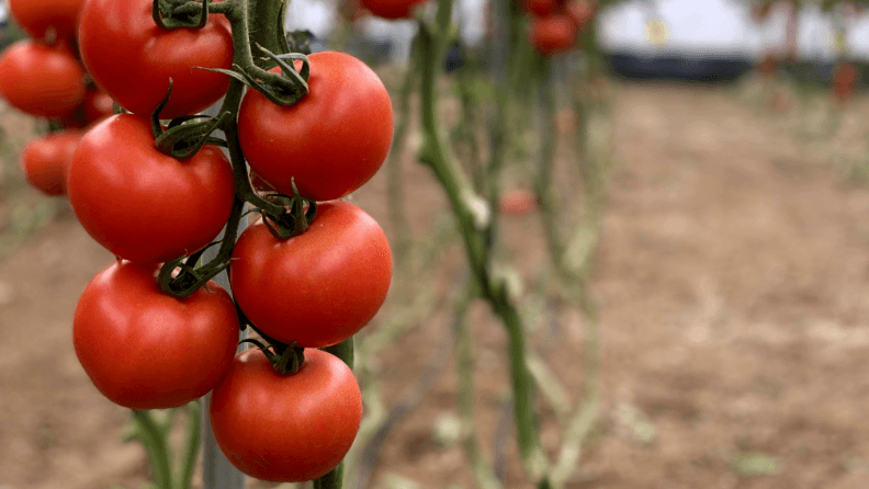 Invernadero con una plantación de tomate.