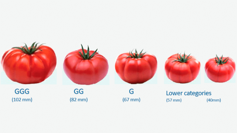 Los tomates producidos con el biofertilizante bacteriano alcanza hasta un 52% más de valor monetario.