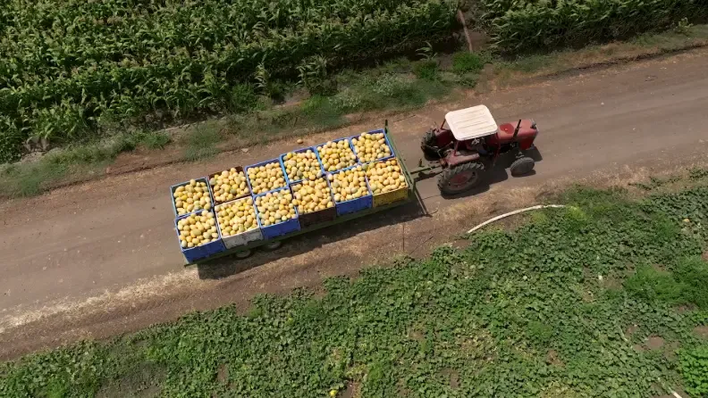 Un tractor traslada una cosecha de melones.