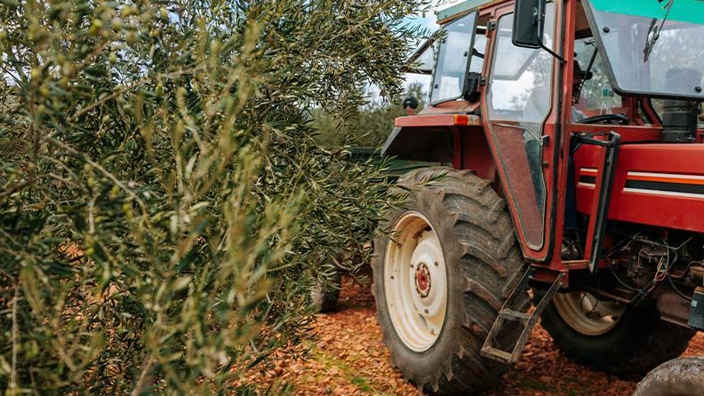 Un tractor trabaja en un olivar.