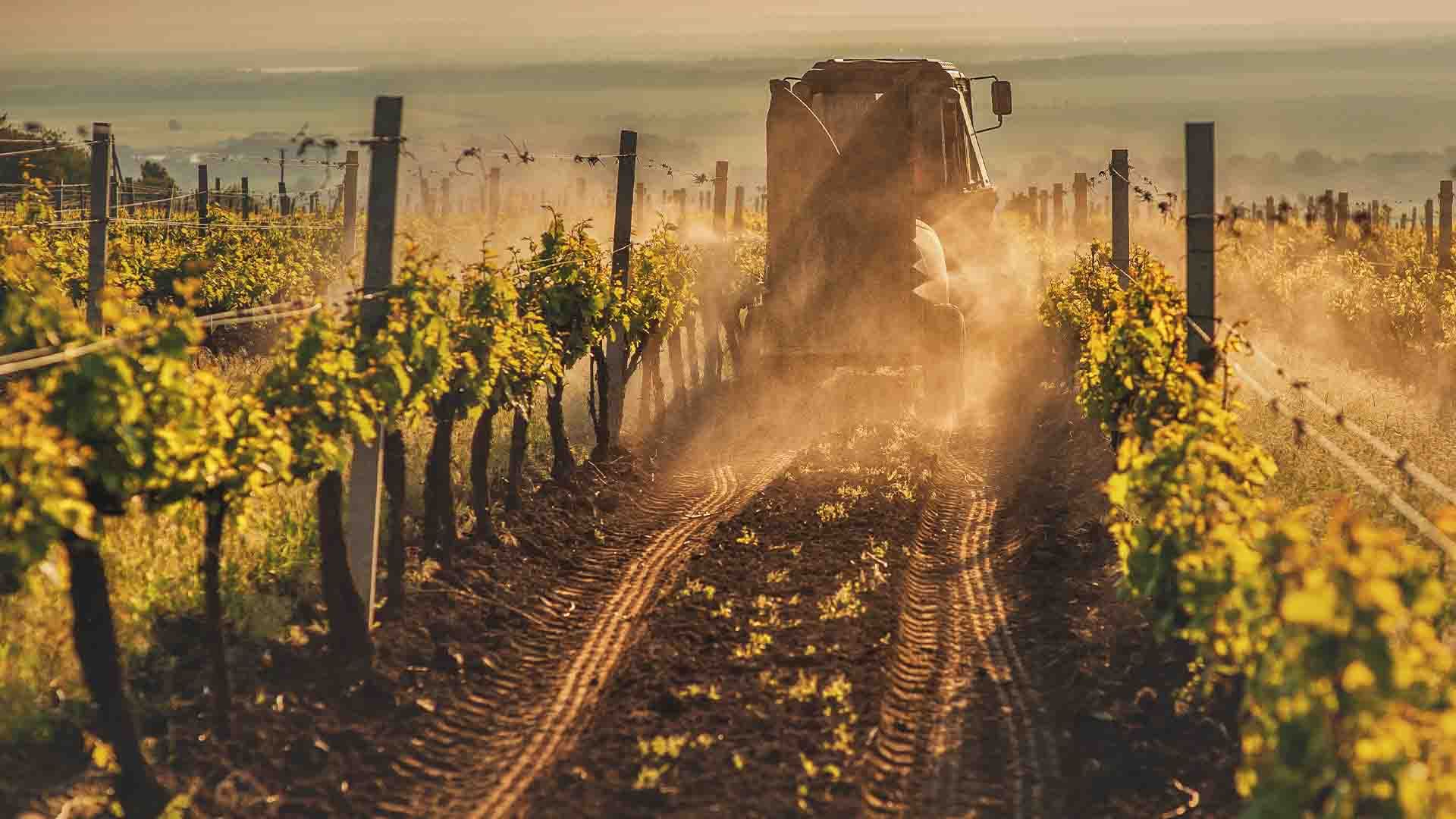 Un tractor trabaja en un viñedo.