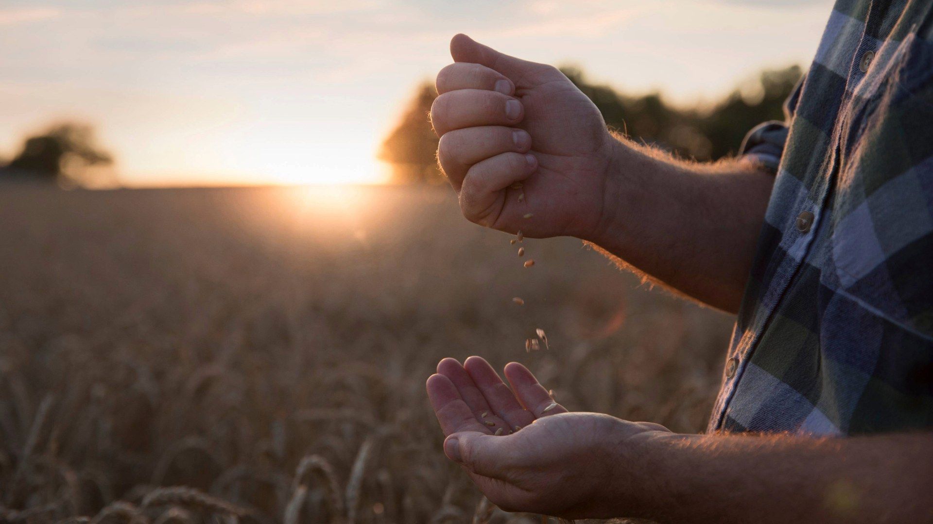 Persona tocando el trigo en un campo de trigo al amanecer