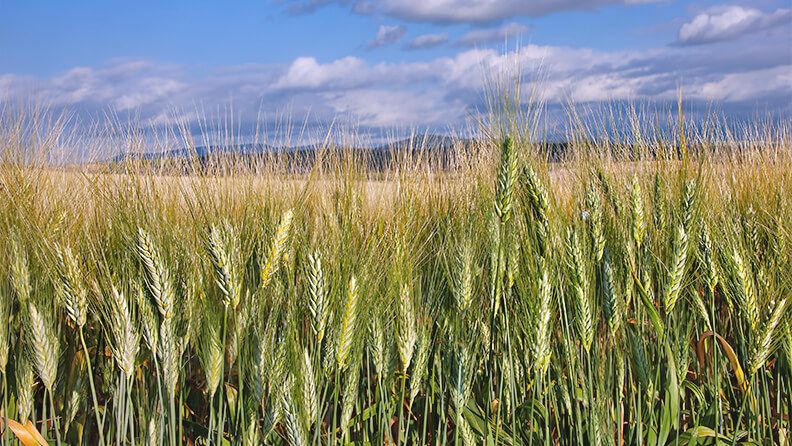 Plantación de trigo verde en el sur de España Andalucía Sevilla.