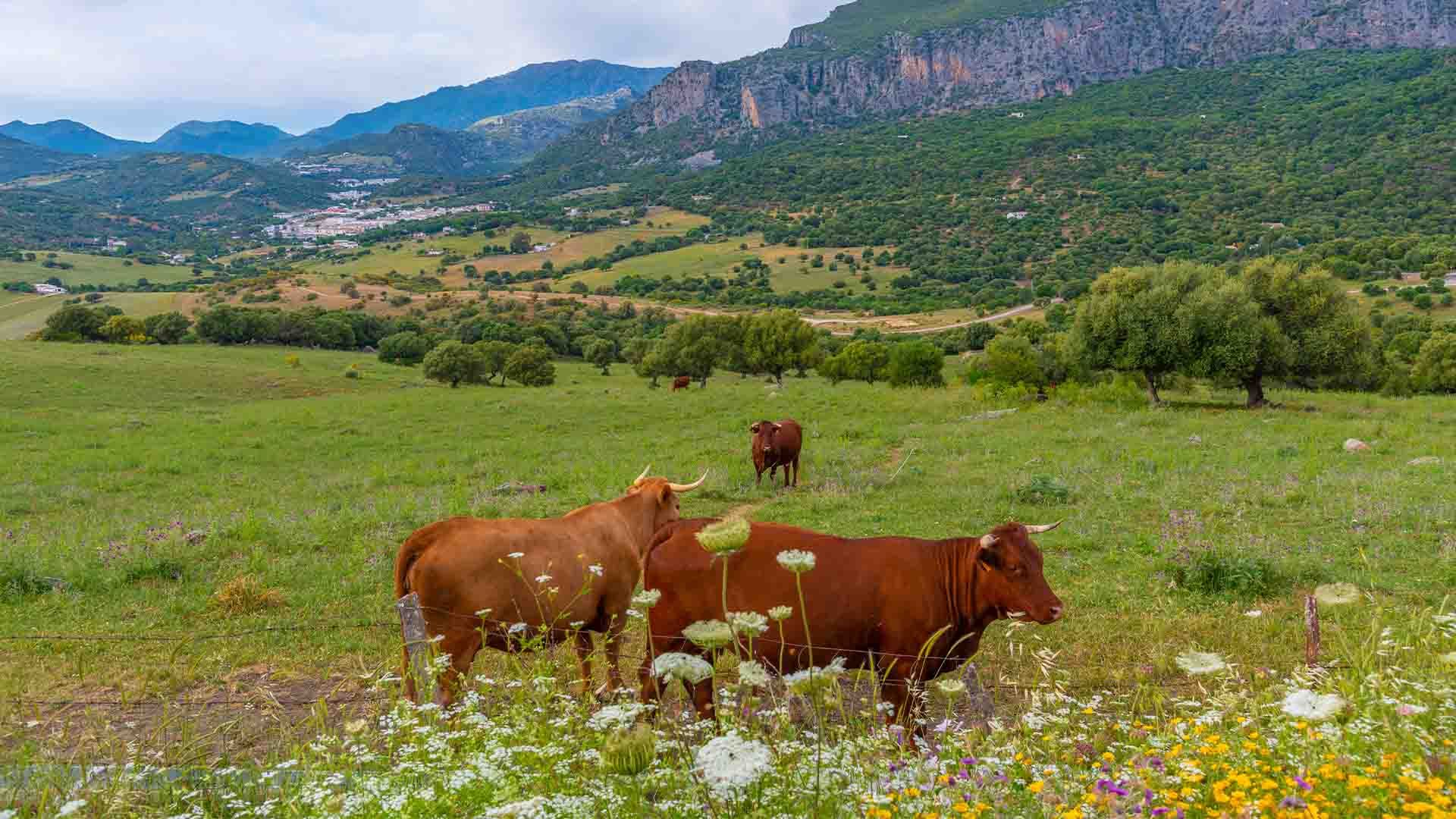 Vacas pastando con el pueblo de Ubrique al fondo.