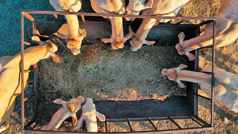 Varias vacas se alimentan de paja en un prado de Navarra (España). Efeagro/Jesús Diges