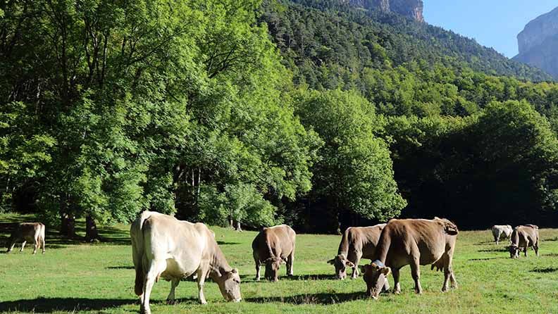 Vacas paciendo en un prado rodeado de árboles verdes.