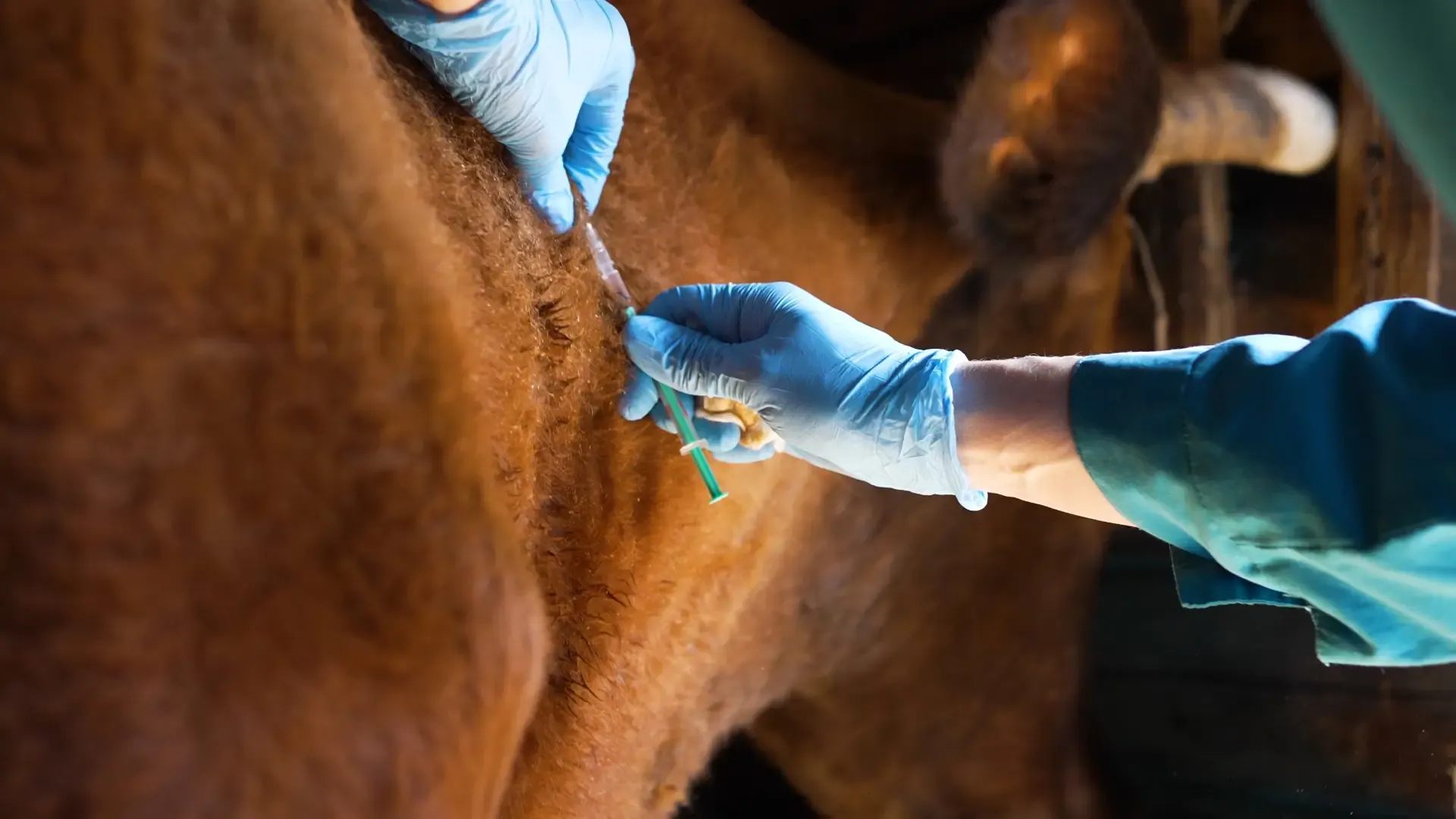 Veterinario inocula a una vaca en el cuello