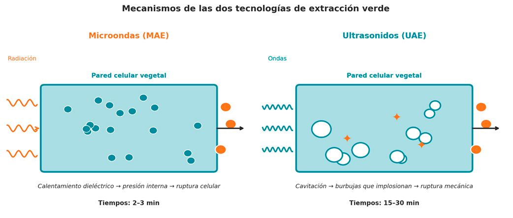 Figura 2. Comparación esquemática de los mecanismos de extracción asistida por microondas (MAE) y por ultrasonidos (UAE).