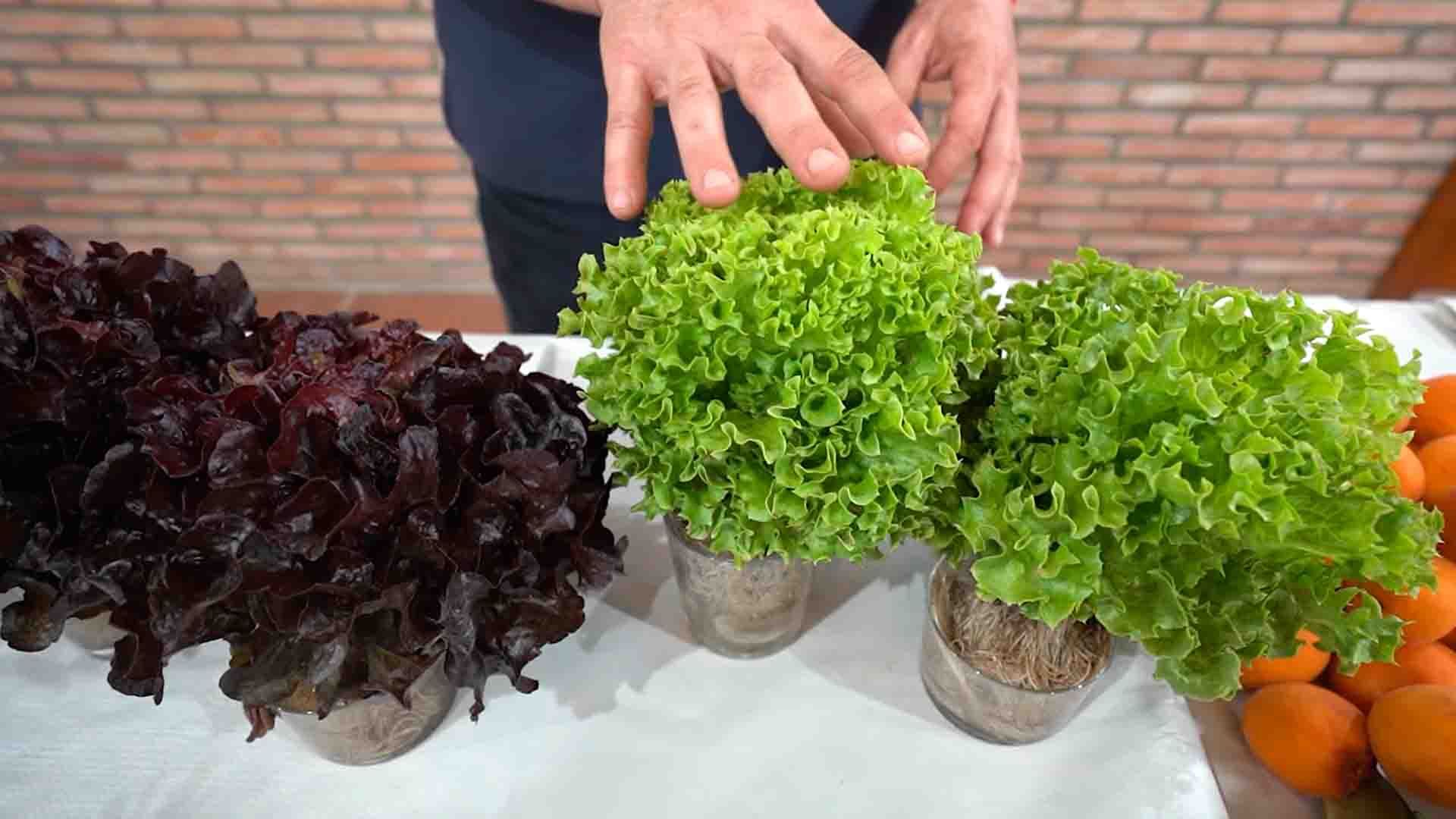 Mano tocando diferentes tipos de lechugas en jarrones.