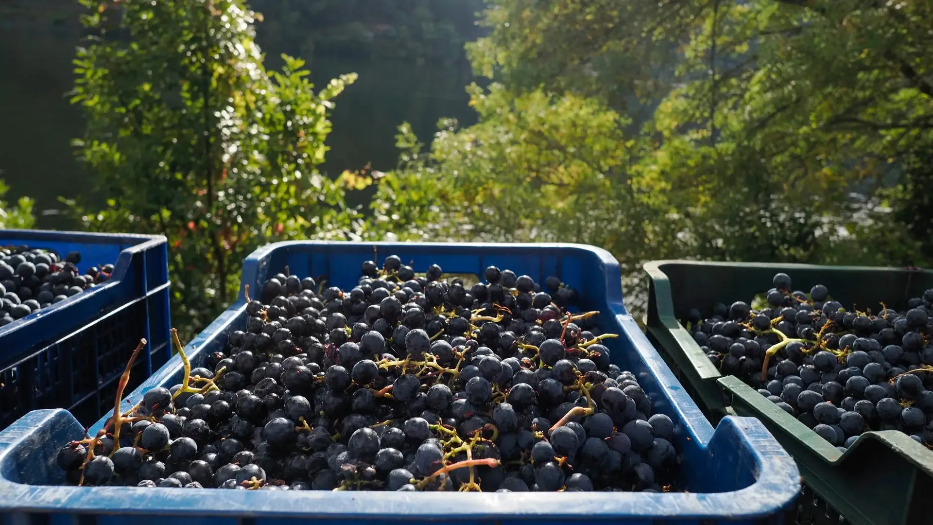 Imagen de archivo de la vendimia 2024 en Pincelo, en la Ribeira Sacra (Lugo). EFE/ Eliseo Trigo