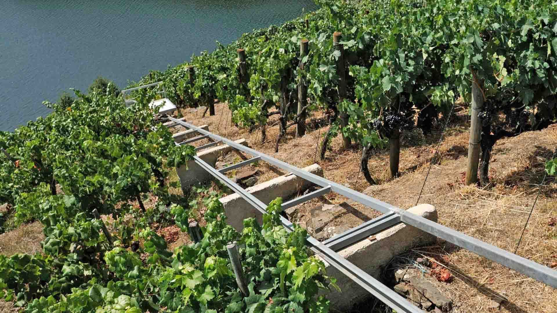 Viñedo en Galicia.