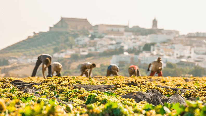 Trabajadores poniendo las uvas al sol para elaborar vino Pedro Ximenez