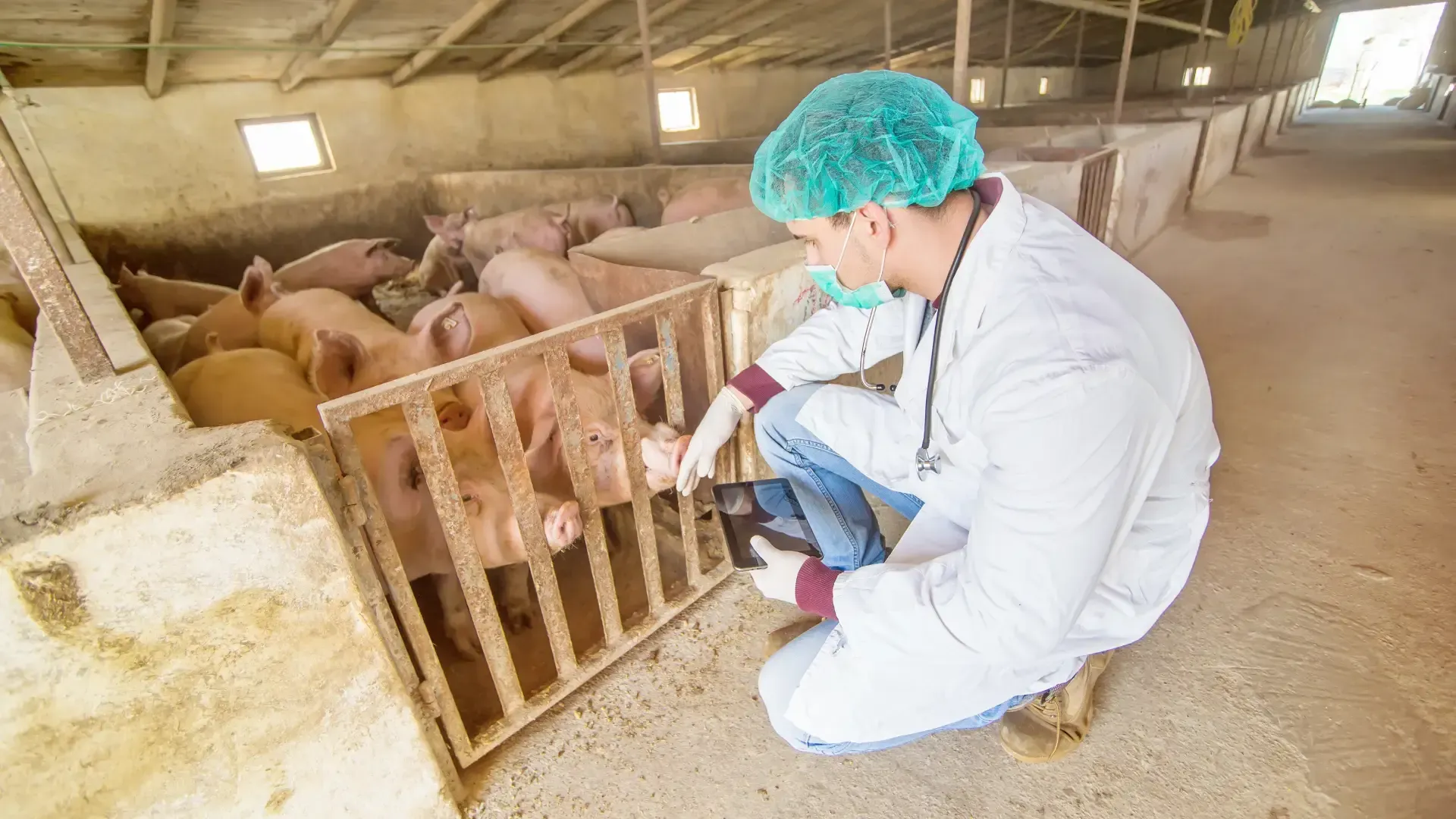 Veterinario