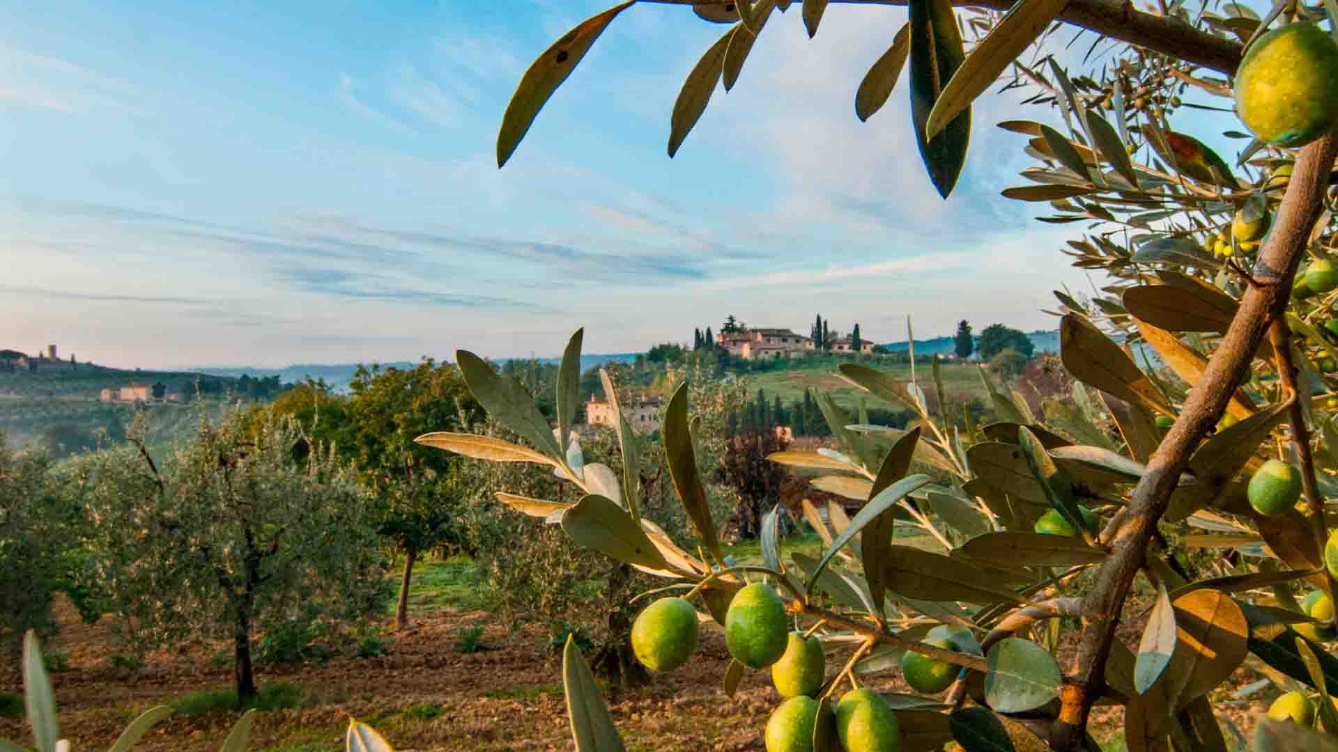 Villa sobre olivar. Villa sobre olivar.