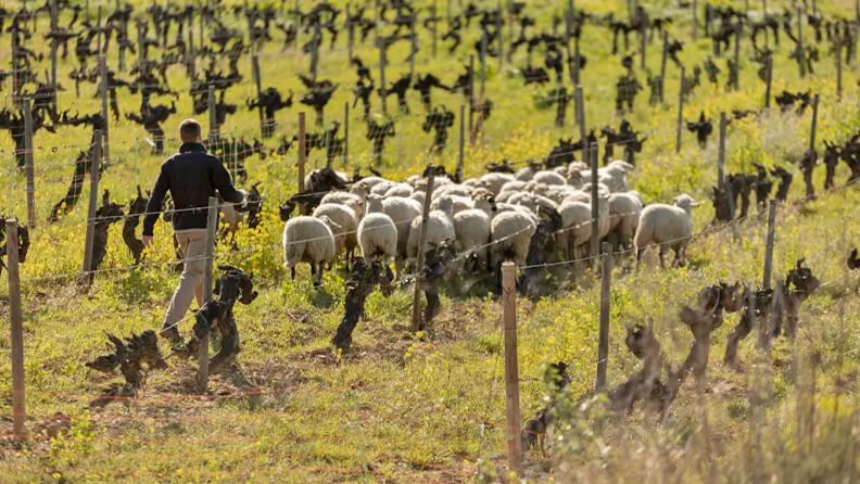 Pastoreo racional en una viña de viticultura regenerativa. Efeagro/Cedida por Asociación de Viticultura Regenerativa