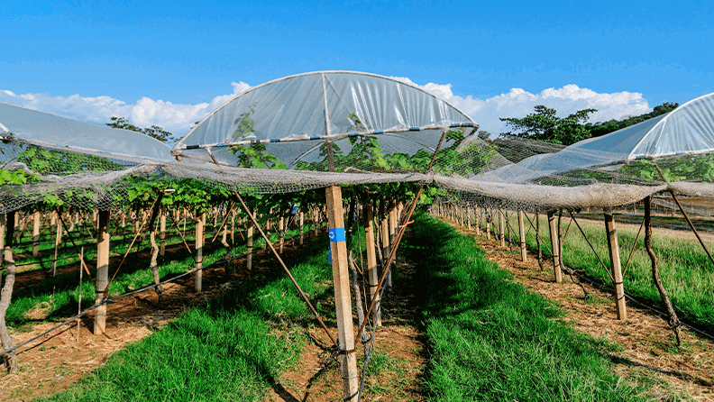 Viñedo con cubierta vegetal implementada