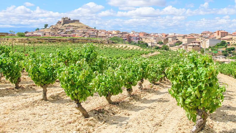 Viñedo en La Rioja.