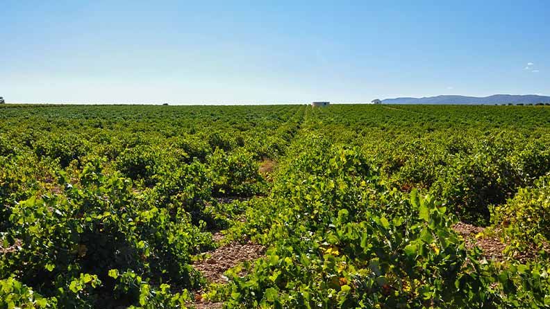 Aquí tienes una descripción:

**Vasto viñedo verde con hileras de vides bajo un cielo azul despejado.
