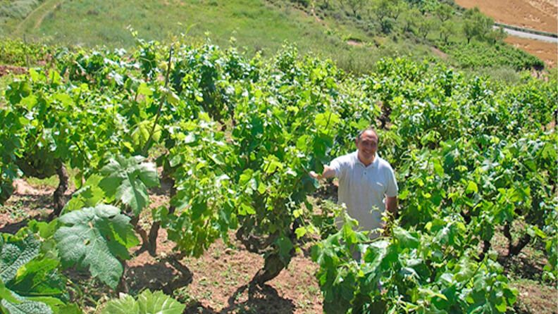 El cambio climático puede resultar un factor muy limitante para la viticultura, ligada tradicional y comercialmente al territorio mediante.
