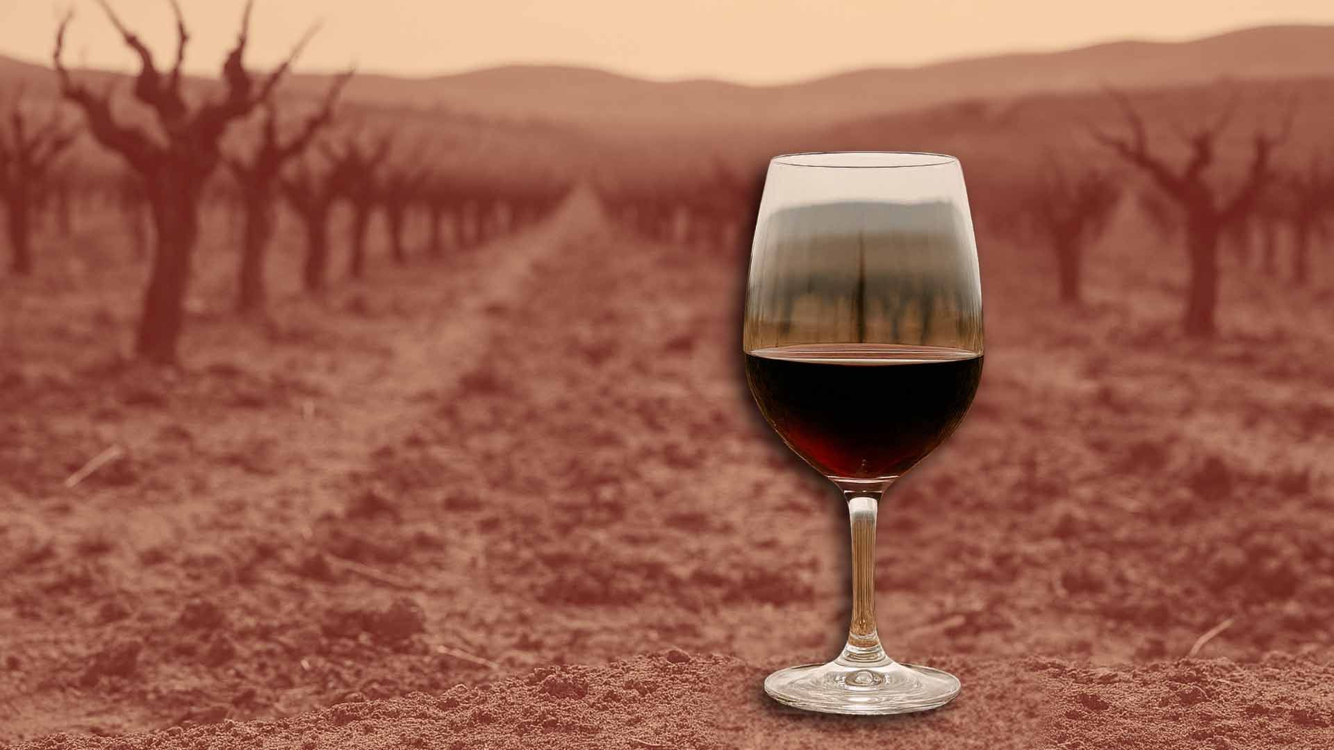 Copa de vino tinto en un viñedo seco y árido.