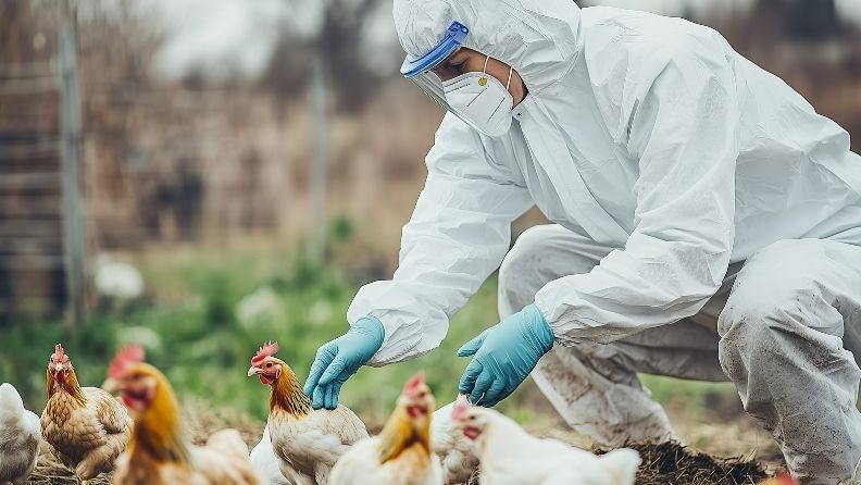 Un hombre con traje blanco y guantes azules toca a una gallina en corral. Un hombre con traje blanco y guantes azules toca a una gallina en corral.