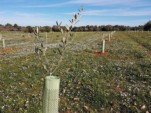 Banco de germoplasma de 59 variedades de olivo en Mallorca suministradas por el IFAPA (fuente: Raúl de la Rosa, IFAPA)