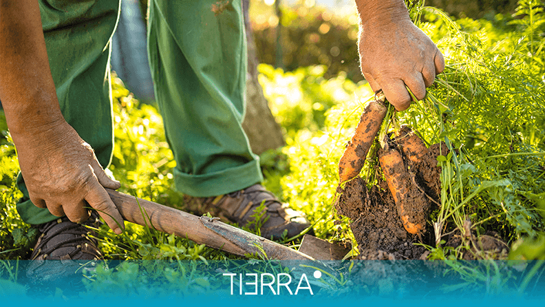 Agricultura Regenerativa Una Forma Sostenible De Producir Alimentos