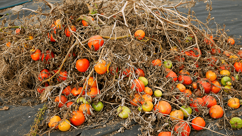 El viaje de un tomate (III)