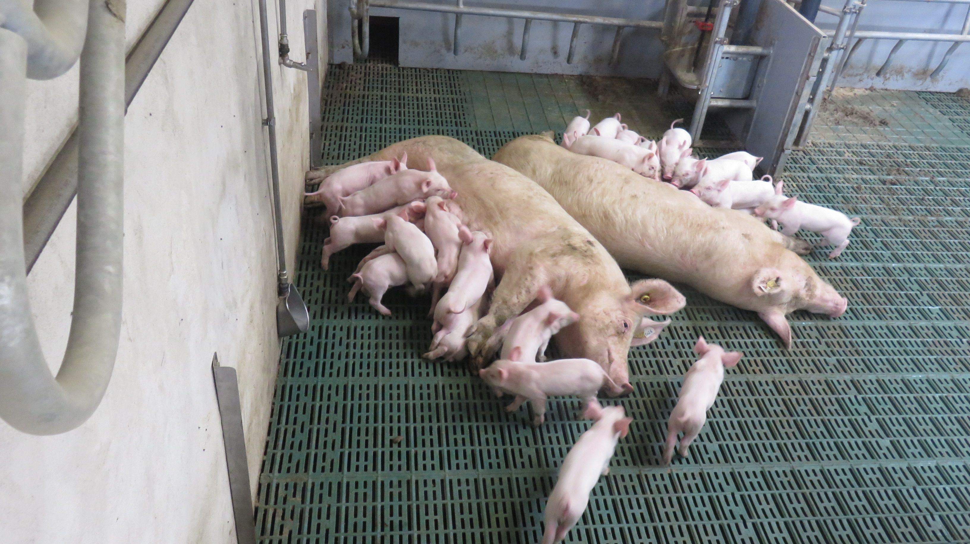 Imagen de cerdas amamantando a sus crías en una granja porcina