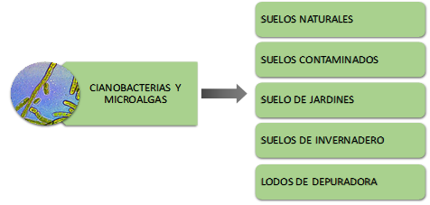 Cianobacterias y microalgas, esquema de diferentes tipos de suelo y materiales orgánicos