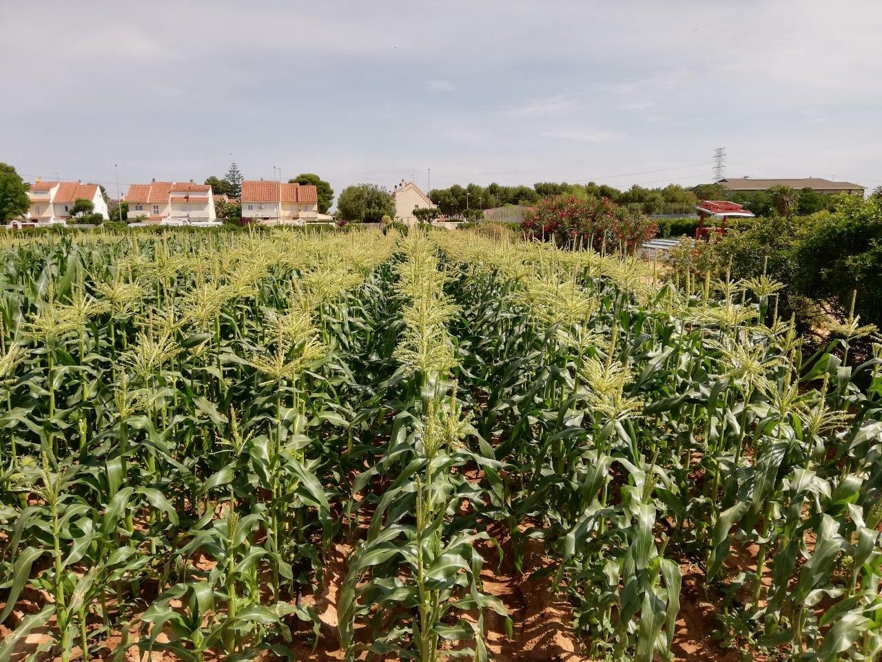 Cultivo de maíz, foto realizada desde arriba y se puede apreciar vivienda al fondo