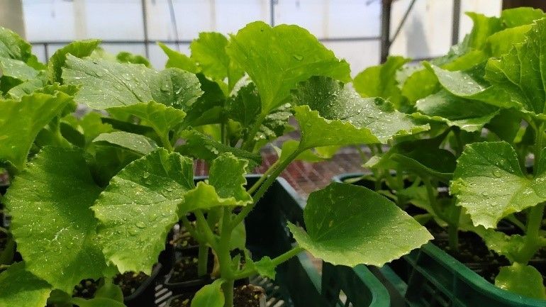 Cultivos de melón y tomate con extractos de microalgas frente a agentes fitopatógenos