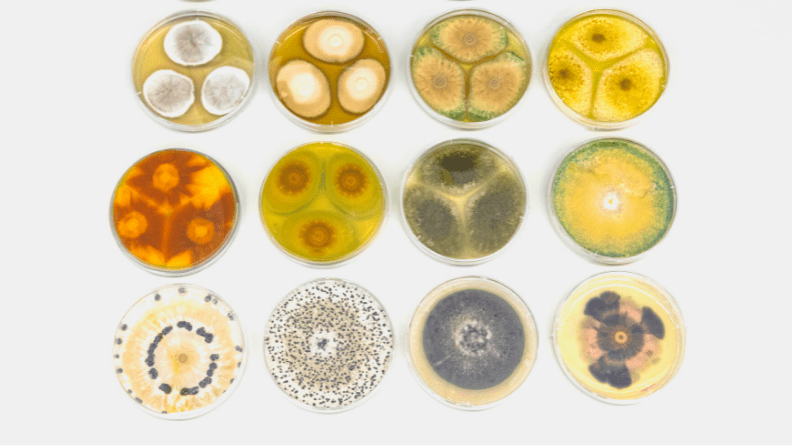 En la imagen cultivos en placa de hongos filamentosos. Fuente: Fundació Parc Científic Universitat de València (FPCUV).