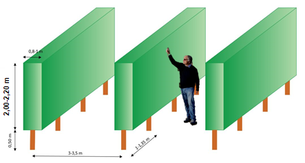 Figura 2: Modelo en alta densidad o seto propuesto para el almendro, con densidades de plantación según variedad y condiciones edafo-climáticas.