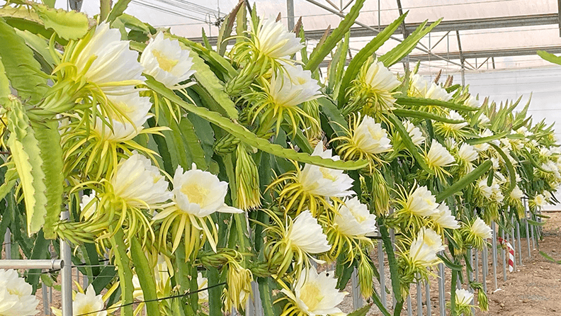 Resultados del cultivo de pitaya en invernadero, uso de luz artificial y  sistema NGS