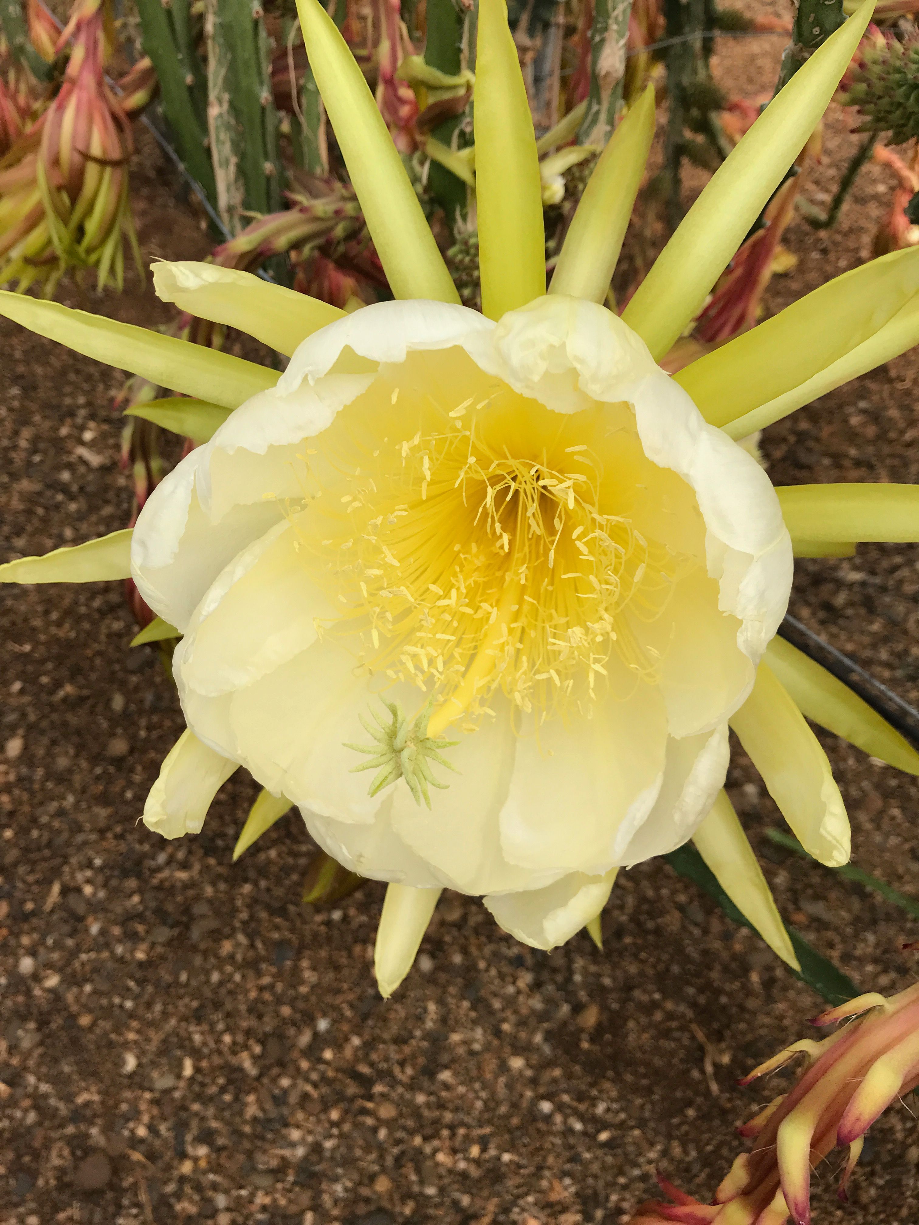 Flor de la Pitaya abierta completamente en espera de la polinización manual
