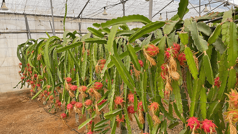 Cultivo de pitaya en invernadero