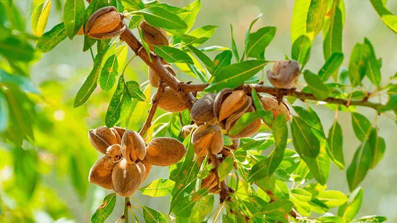 Almendro