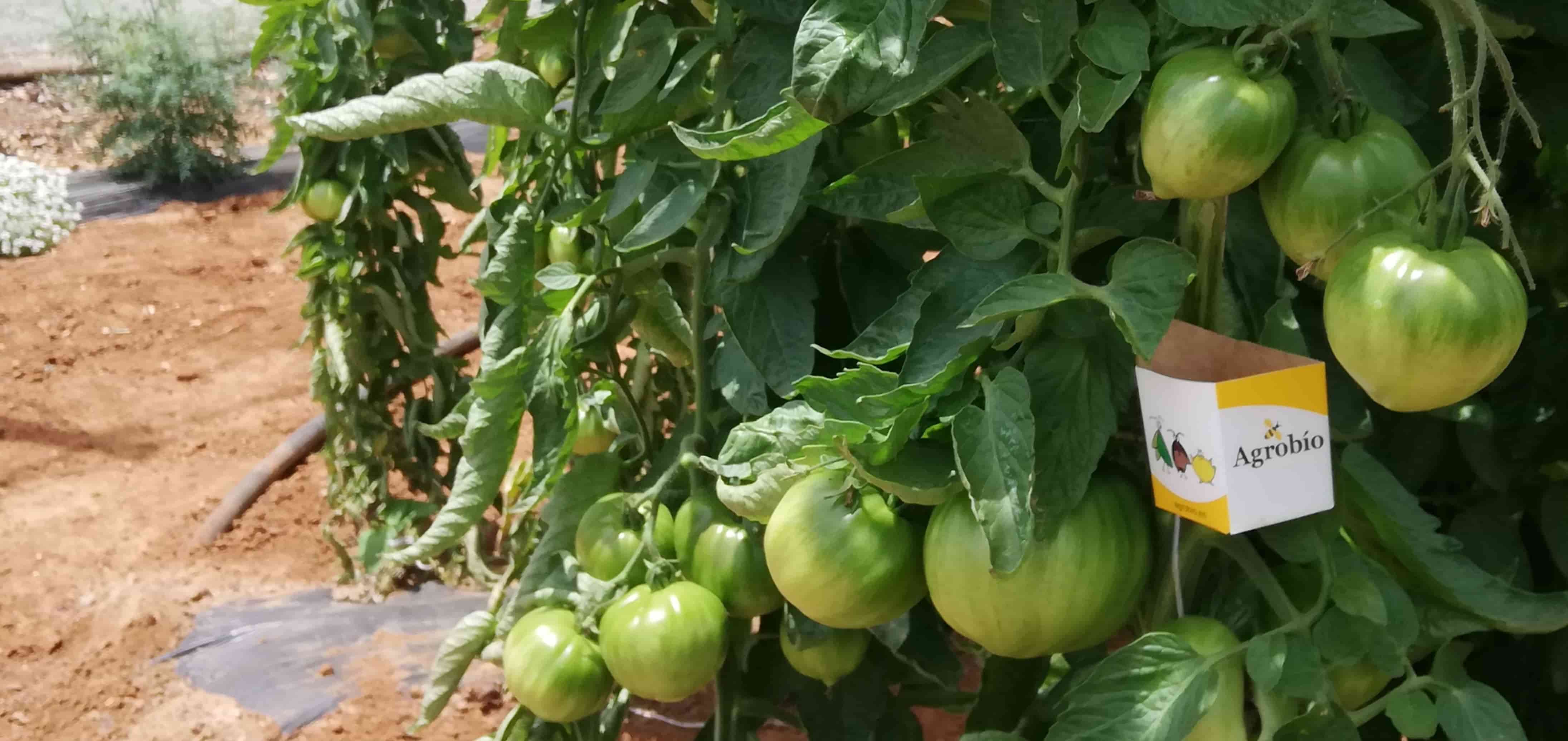 Curso horticultura ecológica