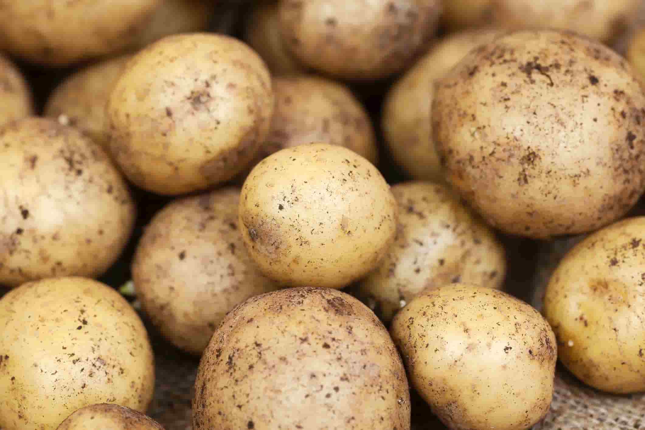 Imagen de patatas, el manejo del microbioma del suelo permite una mejora de la productividad de modo sostenible