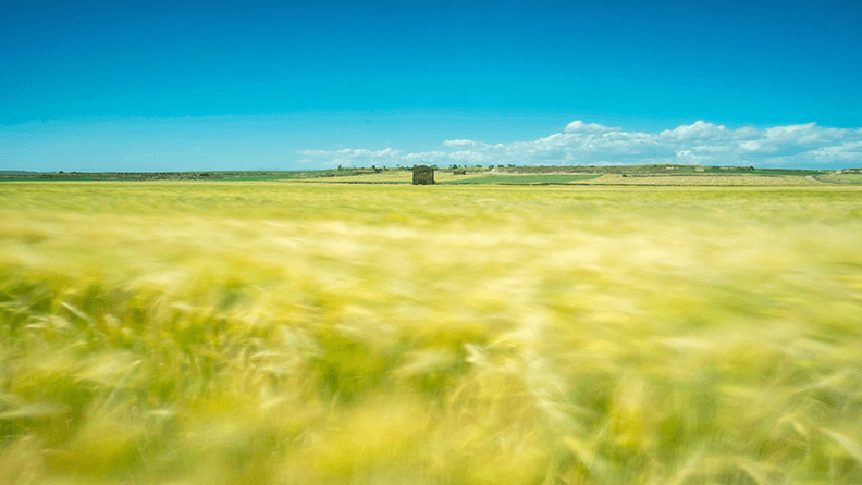 Campo de cultivo de Lleida