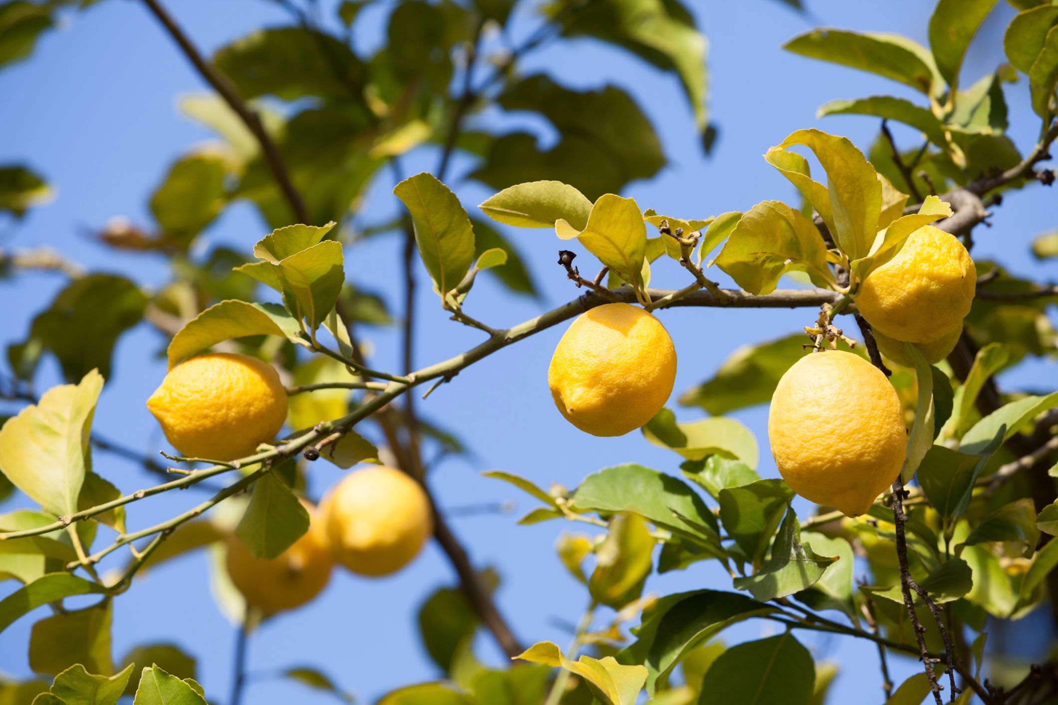 Rama de limonero llena de limones maduros