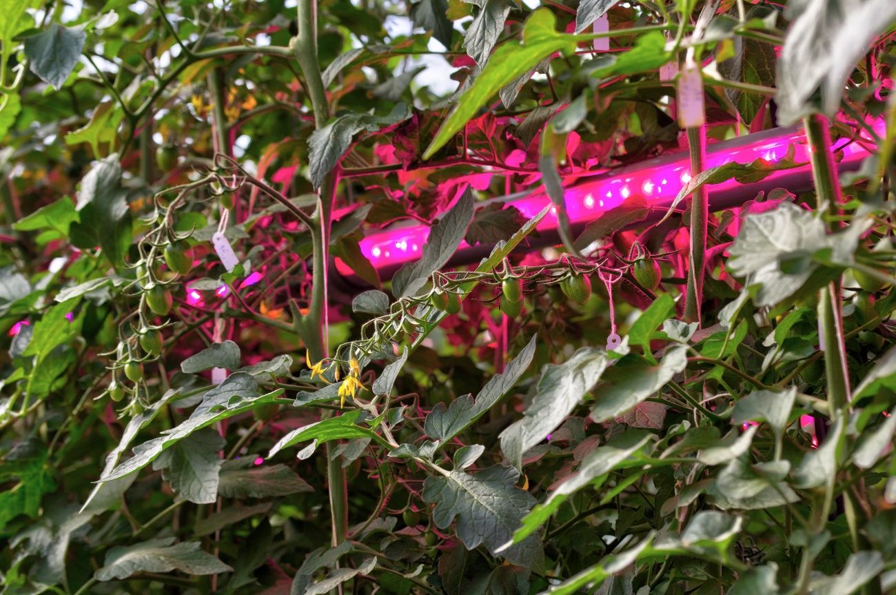 Detalle de la luz artificial entre los cultivos de un invernadero