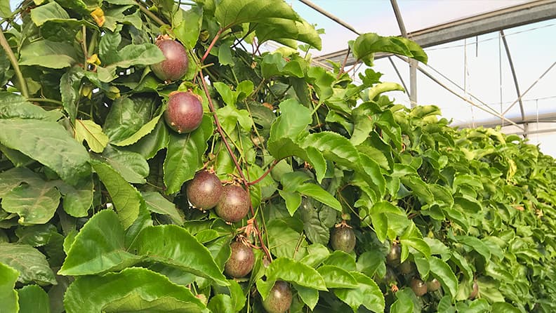 Rama con frutas de maracuyá morada en invernadero